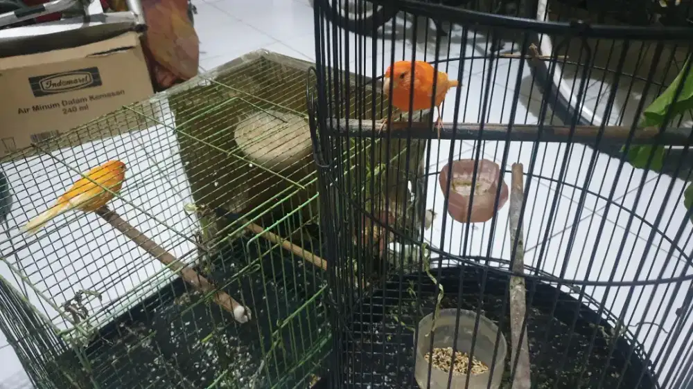 Kenari merlok/vektor sepasang