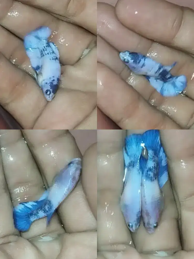 Ikan cupang blue panda female