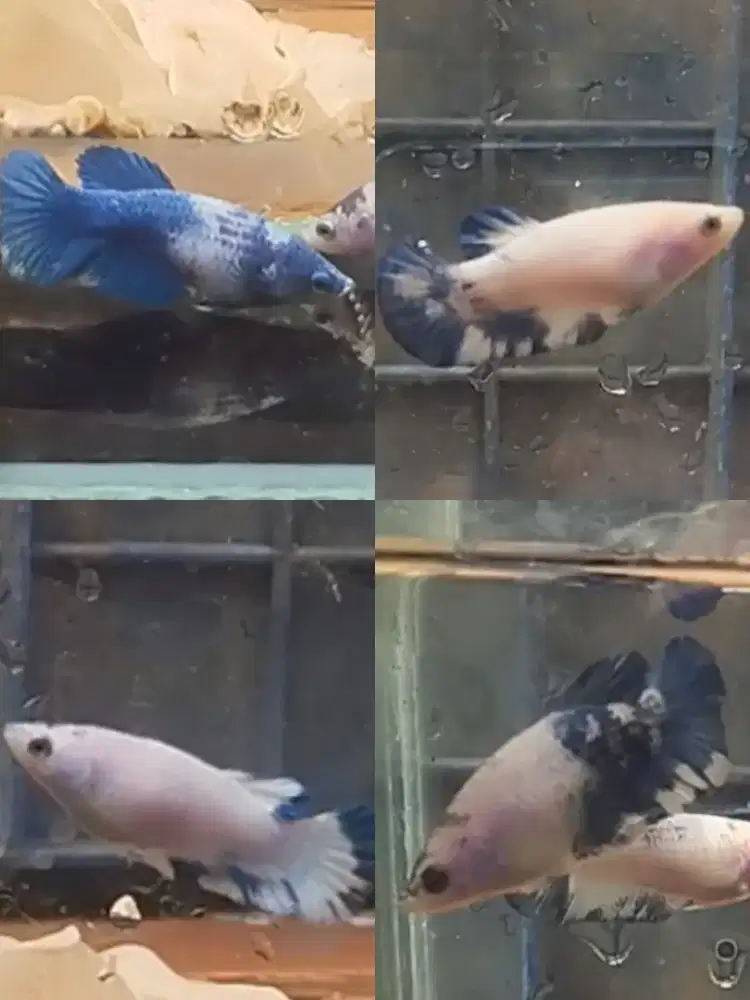 Ikan cupang female blue panda