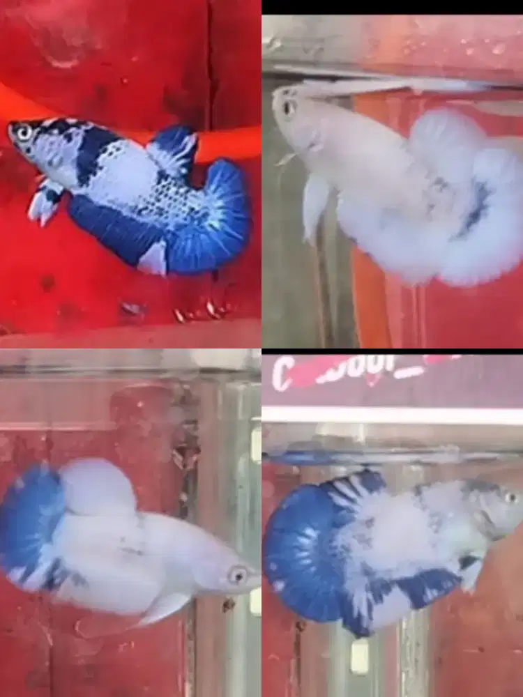 Ikan cupang hias blue panda