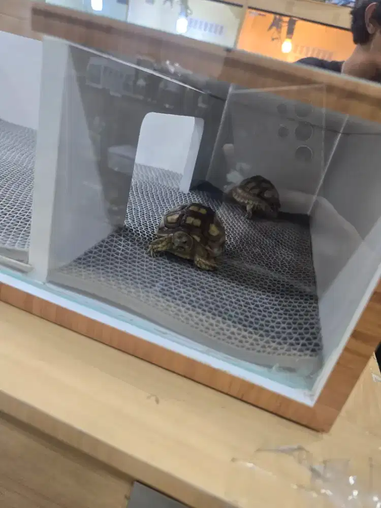 DIJUAL KANDANG SULCATA 250K