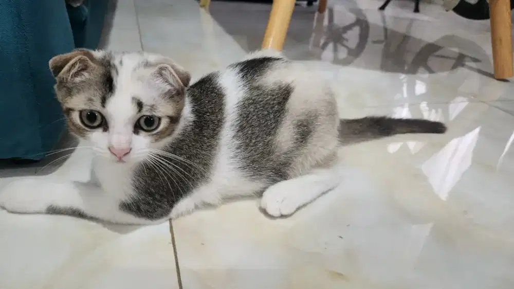 British shorthair scottish kitten