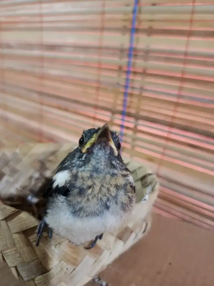 Kacer lolohan jamin jantan