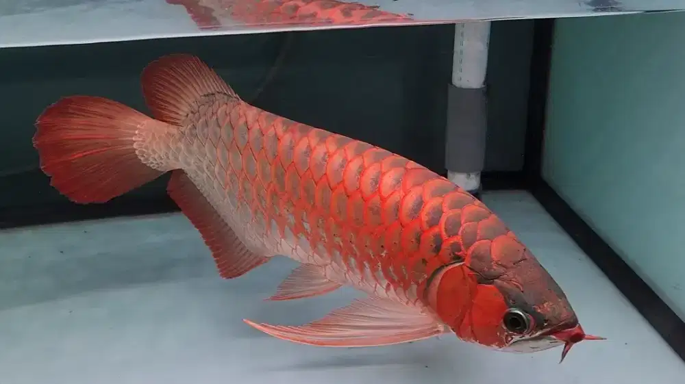 Arwana Super Red