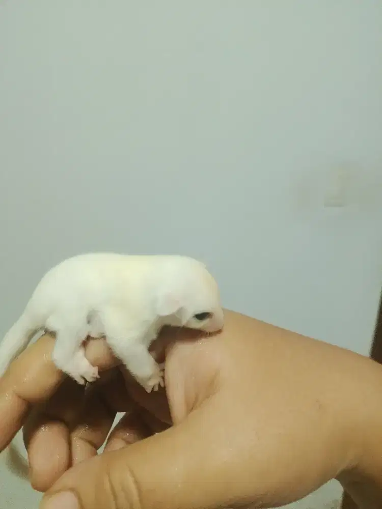 SUGAR GLIDER LEUKISTIK BETINA