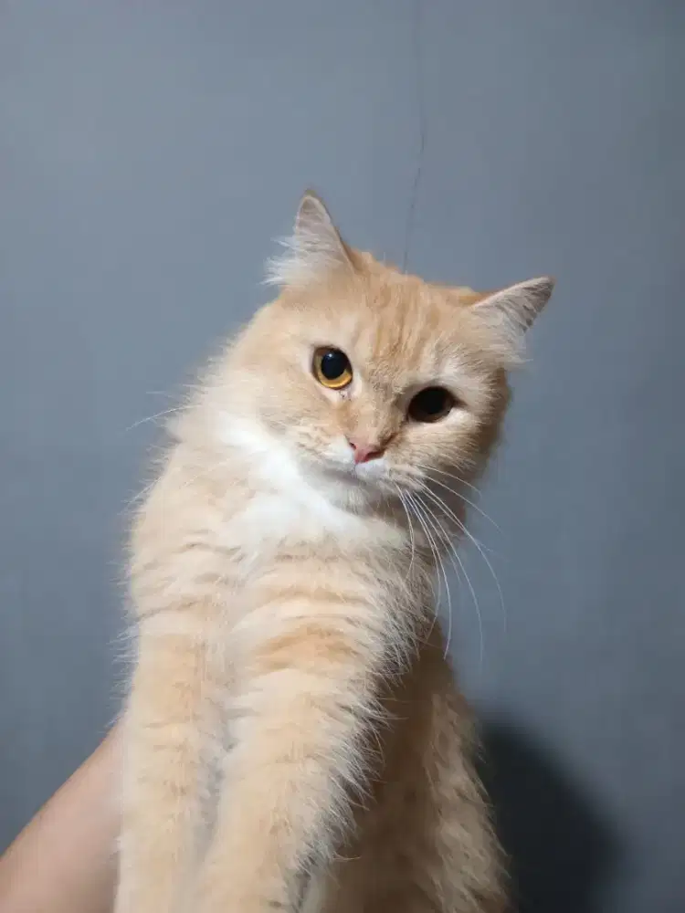 Persia medium oyen gondrong