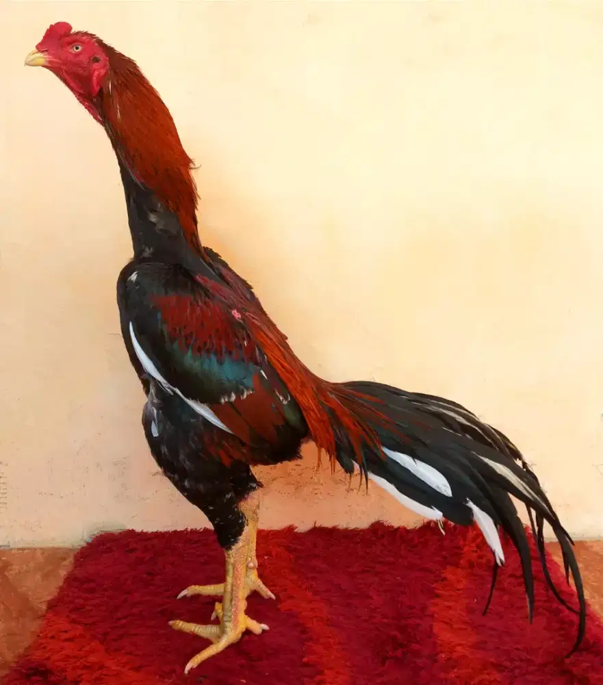 Ayam Line Shamo x Bangkok Ekor Lidi, Sisik Buaya, Super Mewah