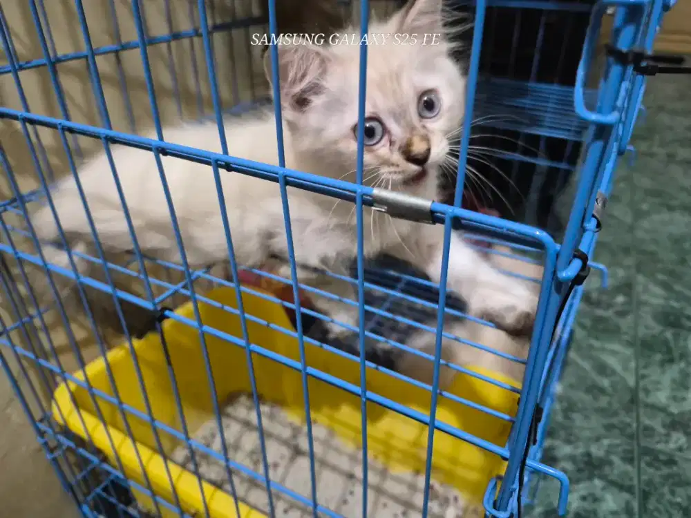 Open Adop Kucing Anggora Jenis Siam Himalaya