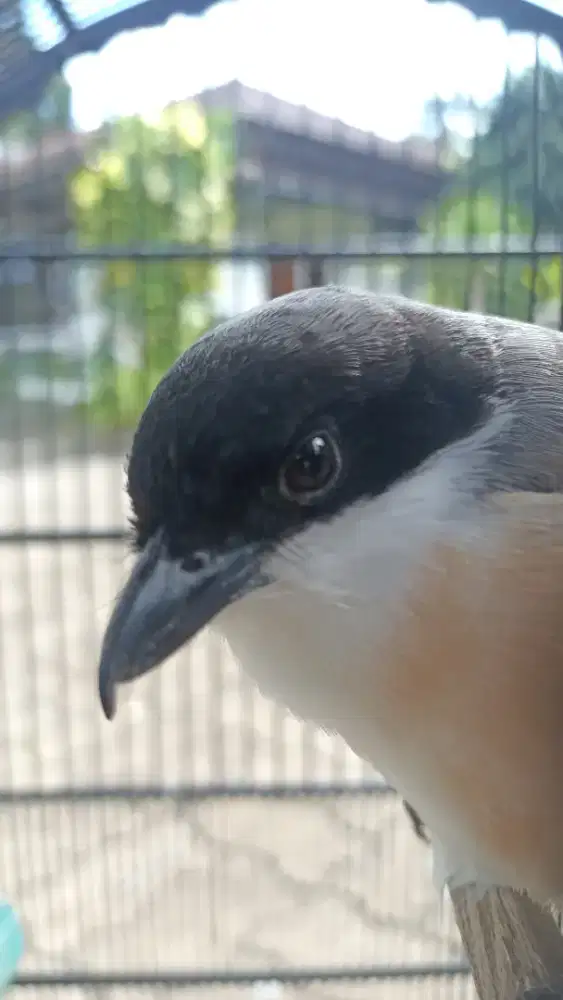 Cendet jatim bunyi semaunya jual