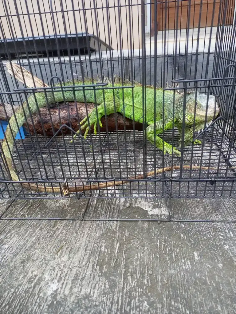 Jual Iguana hijau