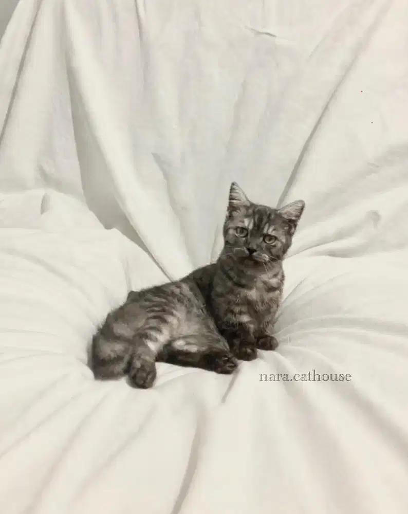 kucing BSH munchkin jantan bandung