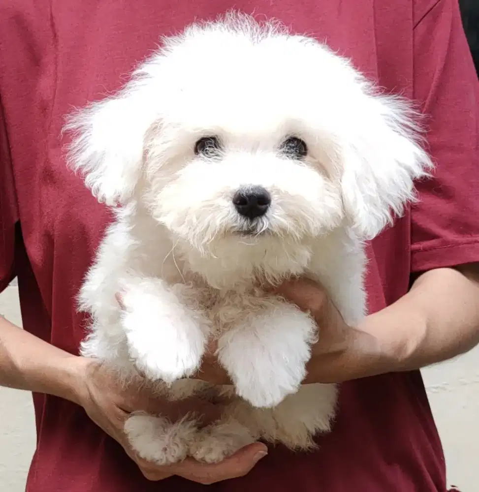 DI JUAL MURAH BICHON FRISE STAMBUM VAKSIN KUALITAS BAGUS