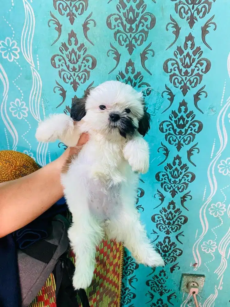 Mini shihtzu medan