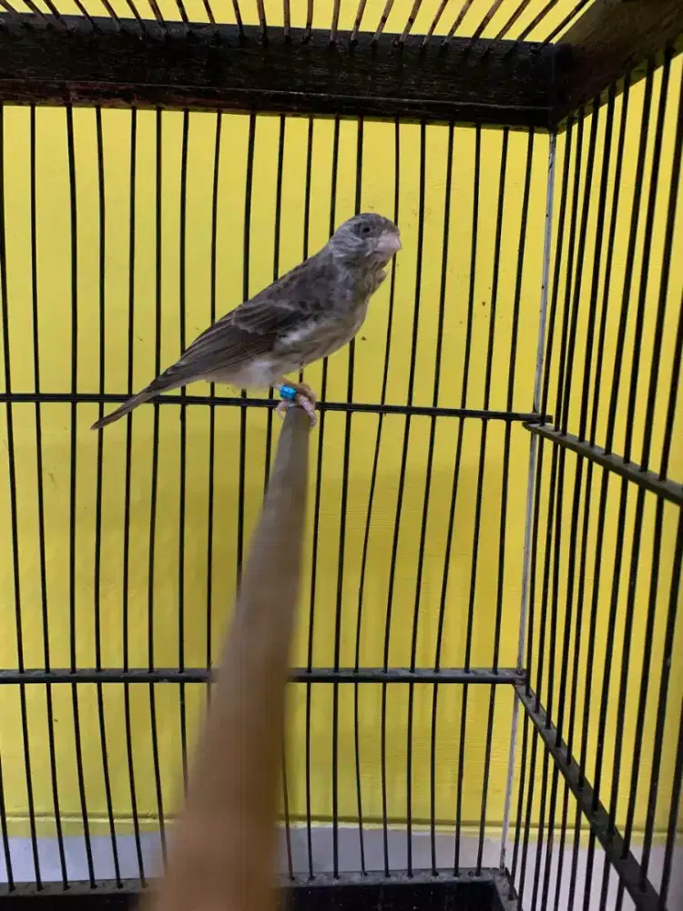 Sanger GACOR DOR isian blackthroat