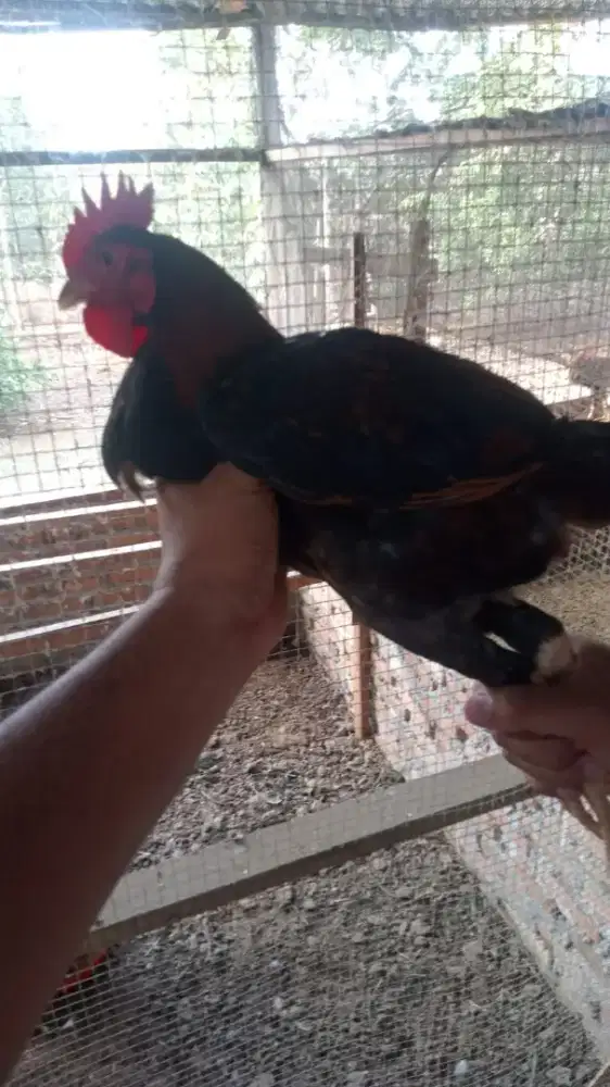 Jual induk kiloan ayam kampung