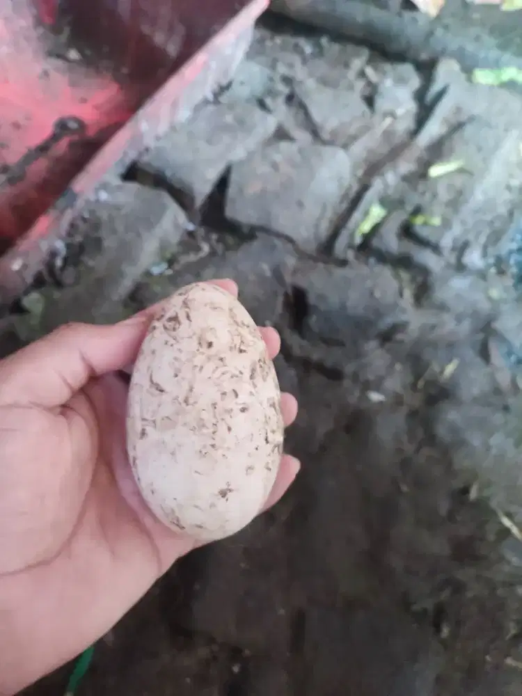 Telur soang/ angsa fresh