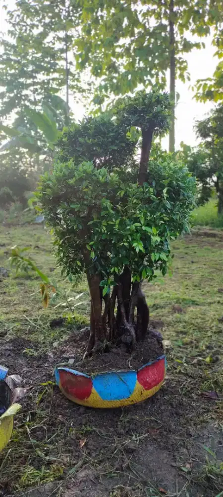 Jual Bonsai sesuai gambar