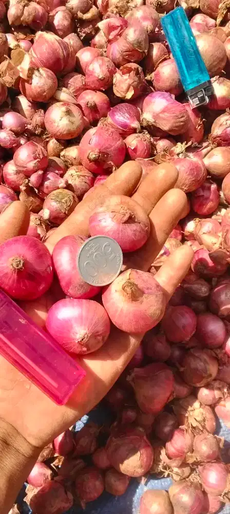 Bawang merah harga 1 kg
