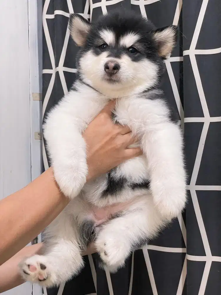 Alaskan Malamute