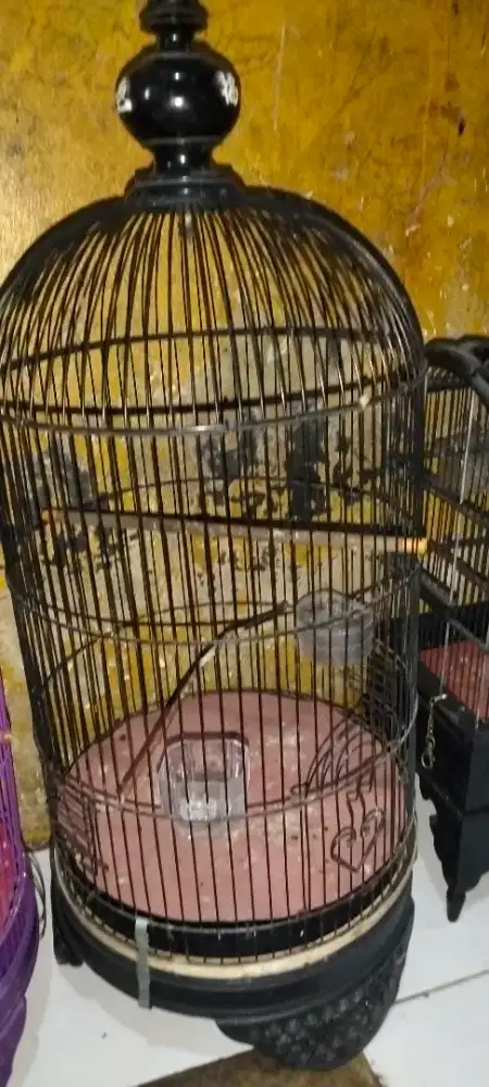 Daripada GK ke pake