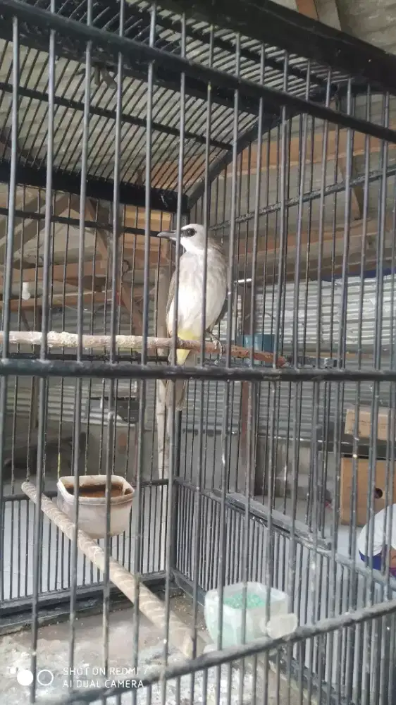 Trucuk kebo jantan ring