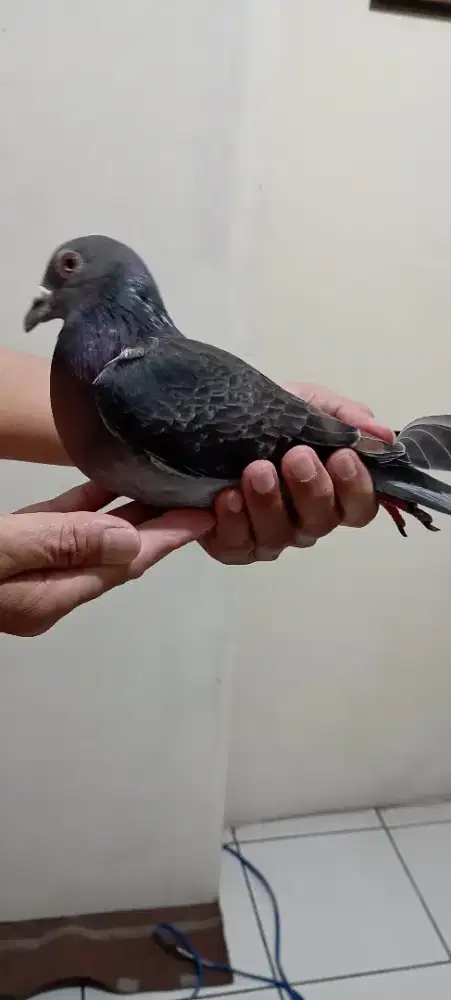 Burung merpati dara betina