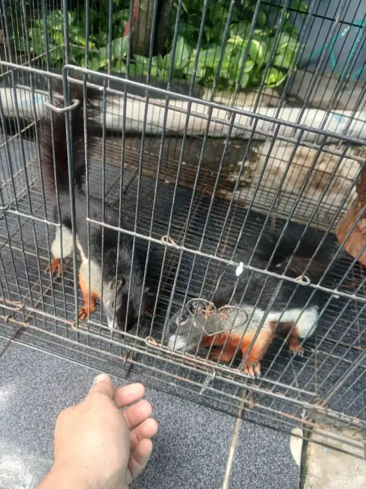 Tupai 3warna sepasang