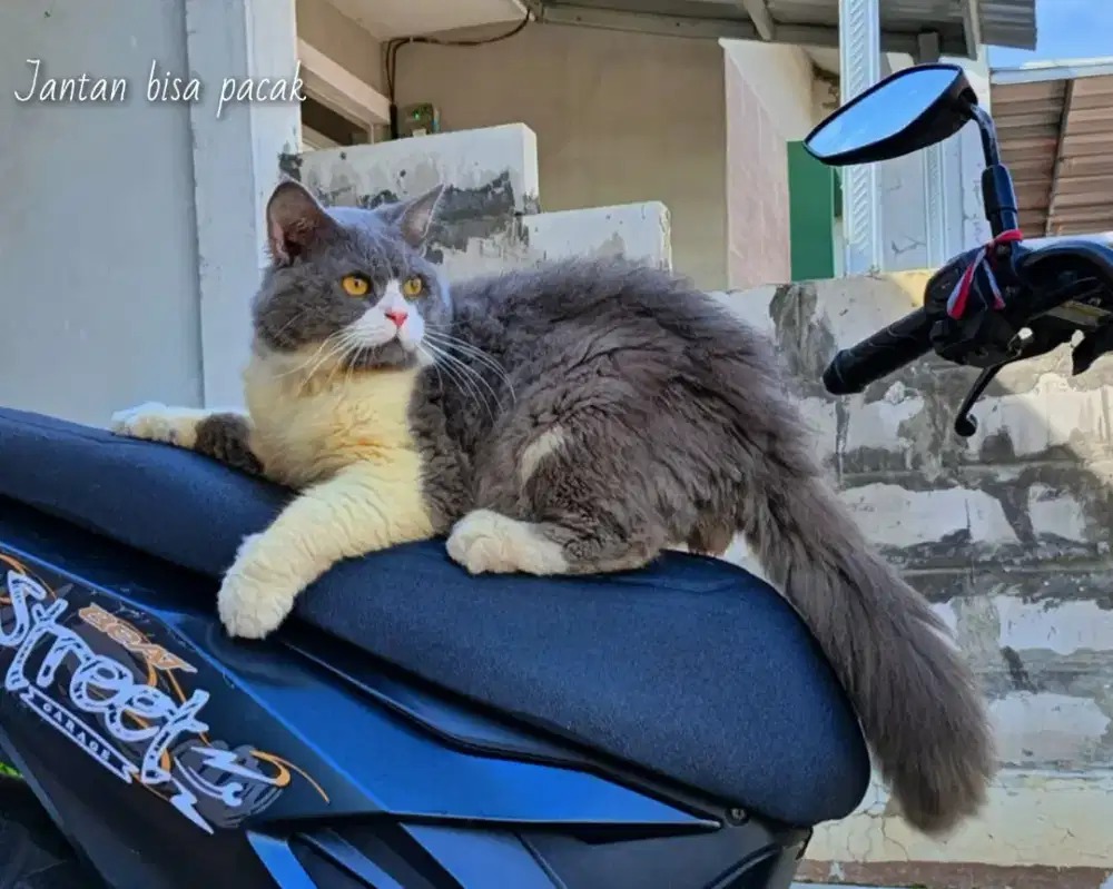 Persian bicolour bigbone