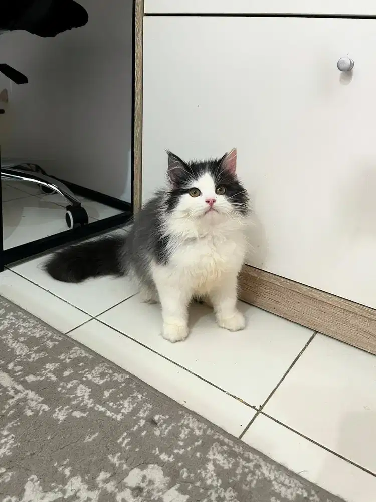 Jantan 3bln Mix mainecoon X norwegian