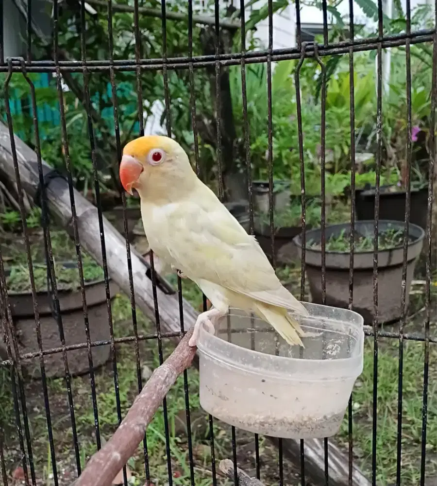 Lovebird pb pf Usia 6_7