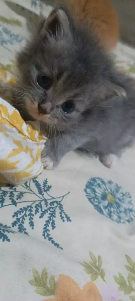 Kitten persia 2 bulan
