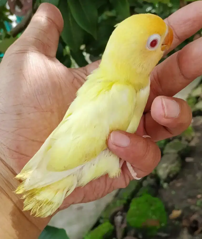 Lolohan lovebird pb cremino MM