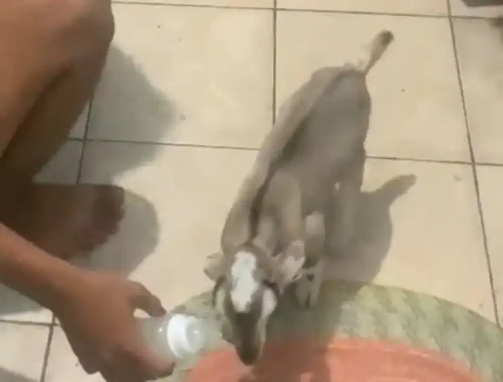 ANAK KAMBING CEMPEK JAWA