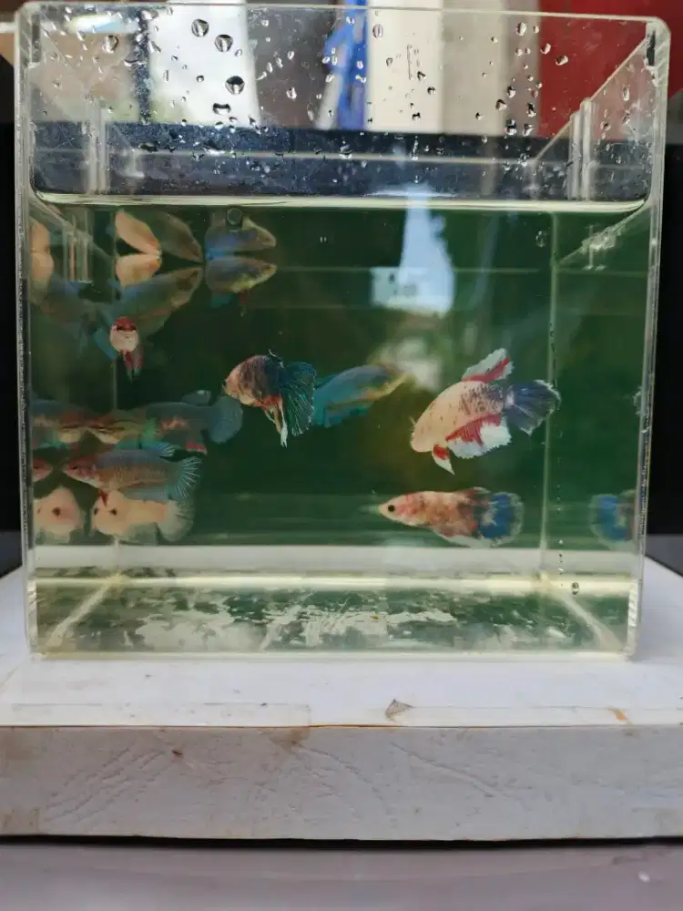 Promo betina HM 13 ekor