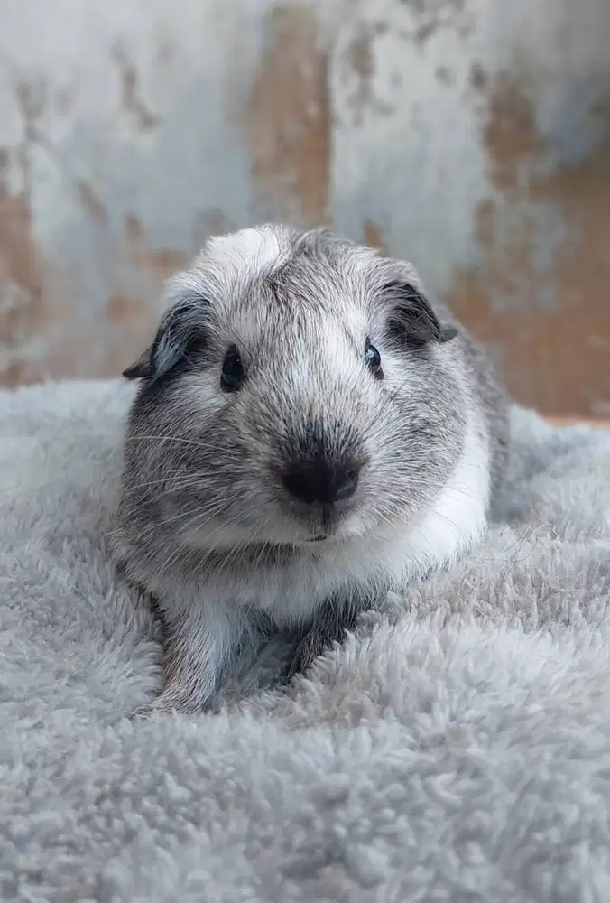 Marmut American California Broken Silver