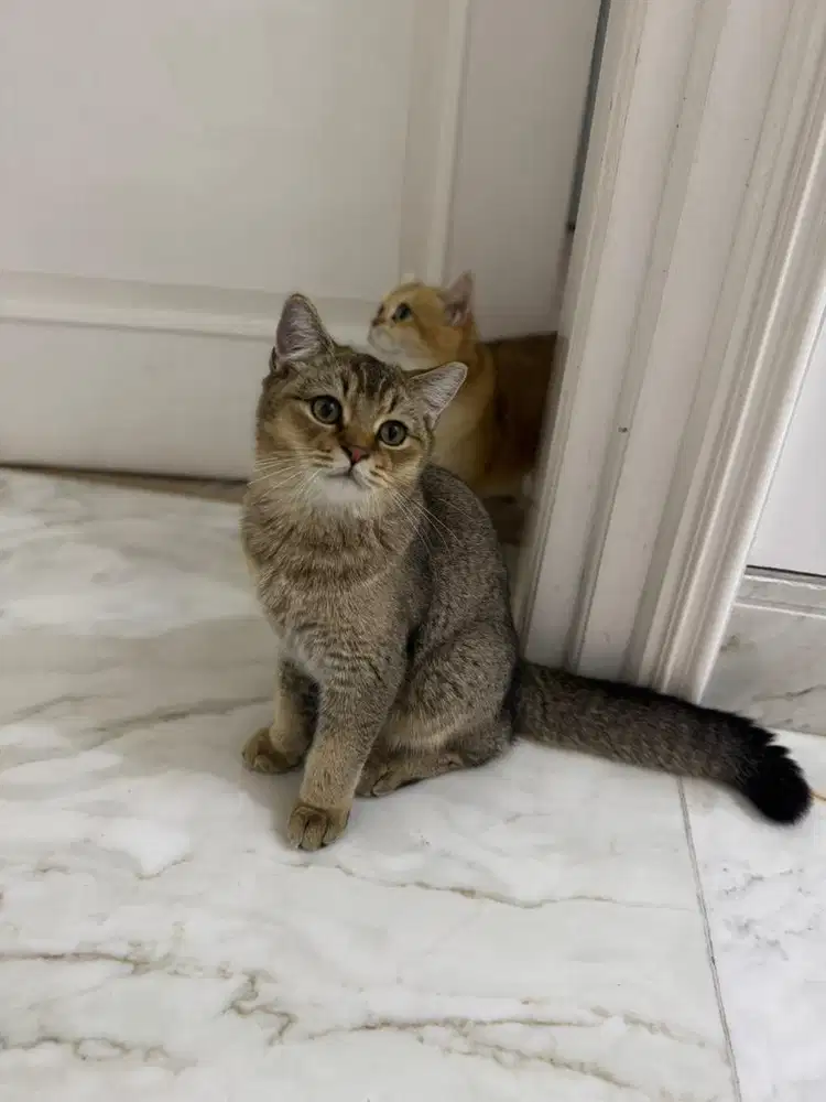 BSH british short hair