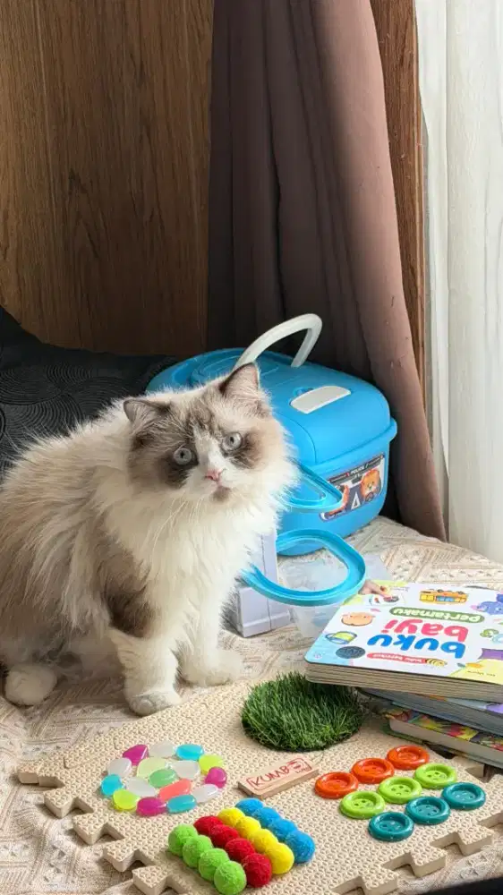 Kucing Ragdoll Pure sudah steril