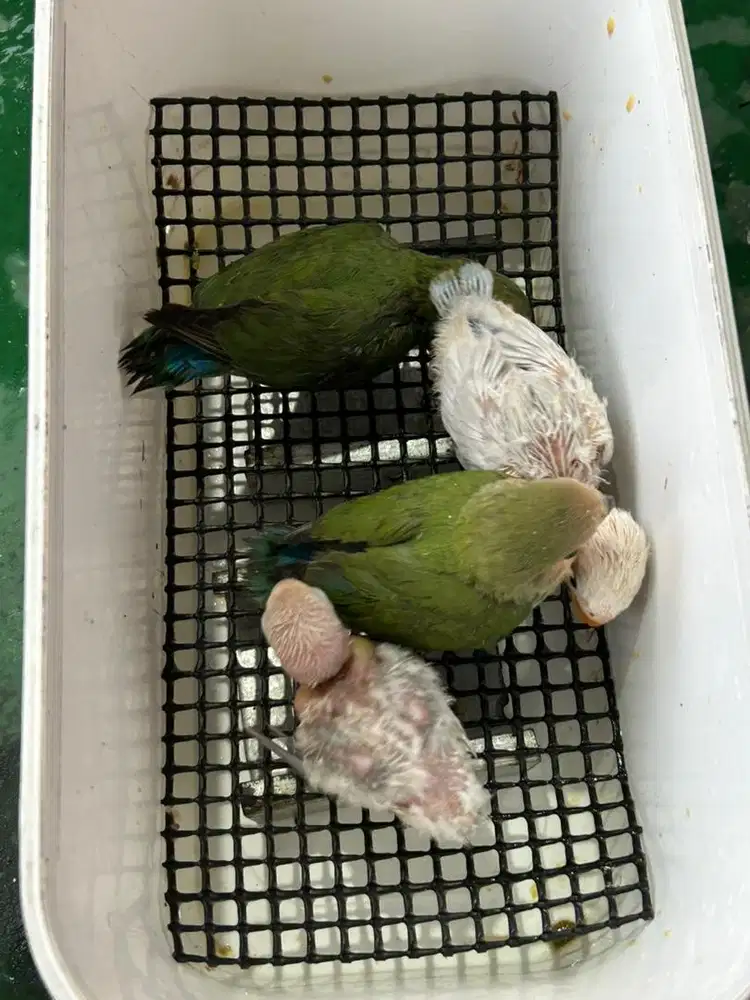 Lovebird-klep-lolohan