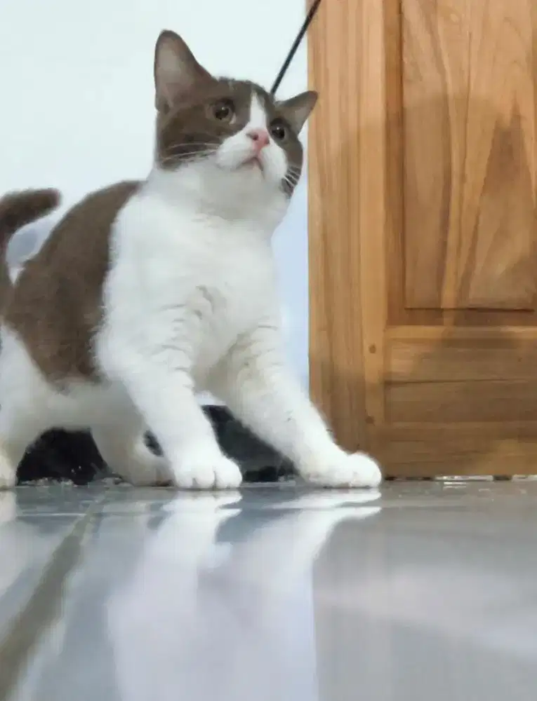KUCING BSH BRITISH SHORTHAIR BICO CINNAMON FAWN KITTEN