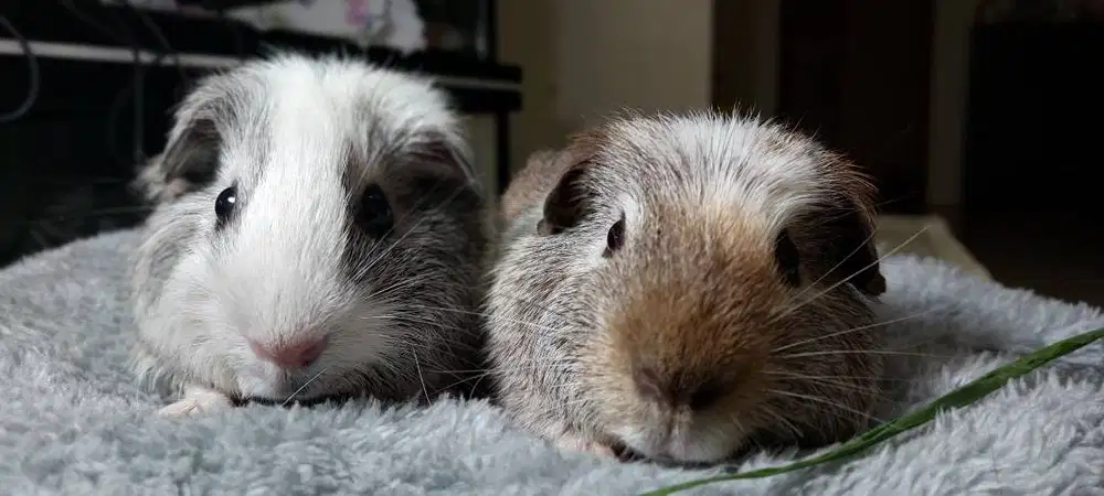 Sepasang Indukan Marmut American GuineaPig