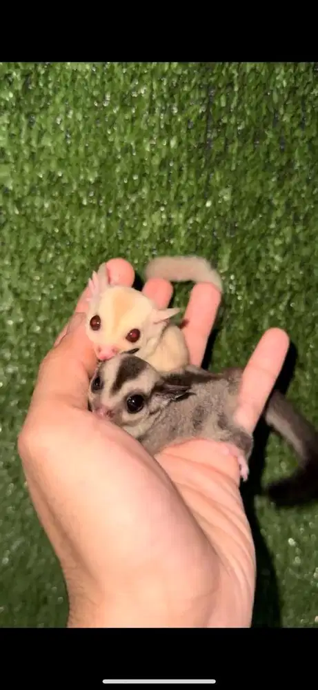 Joey Sugar Glider Low Creamino Mozaik dan Grey het Cream