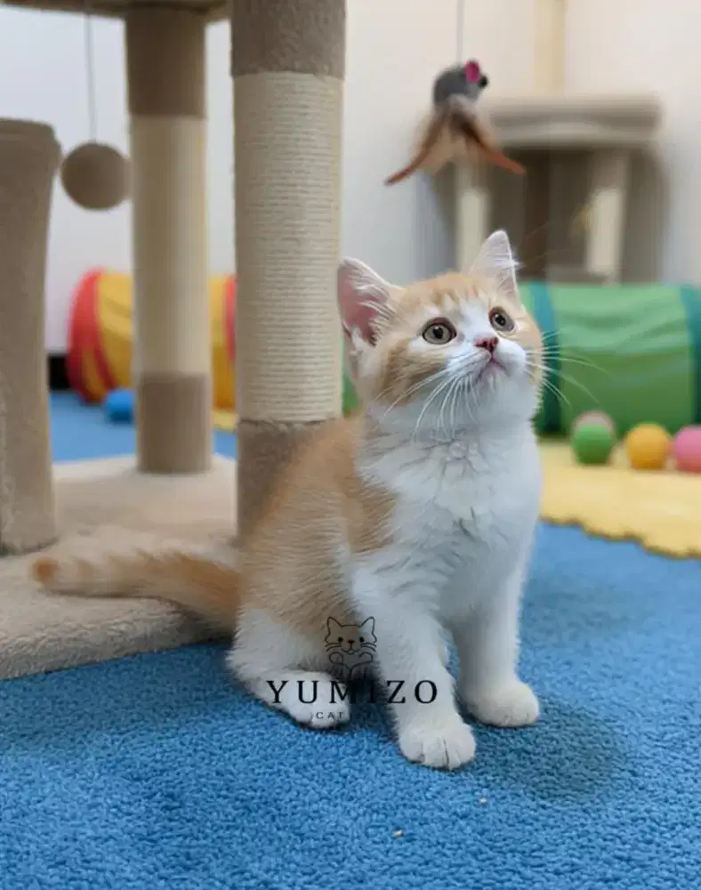 Kucing British Shorthair
