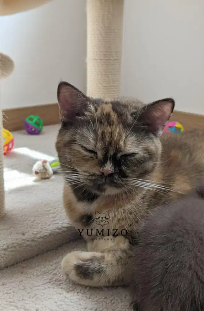 Kucing British Shorthair