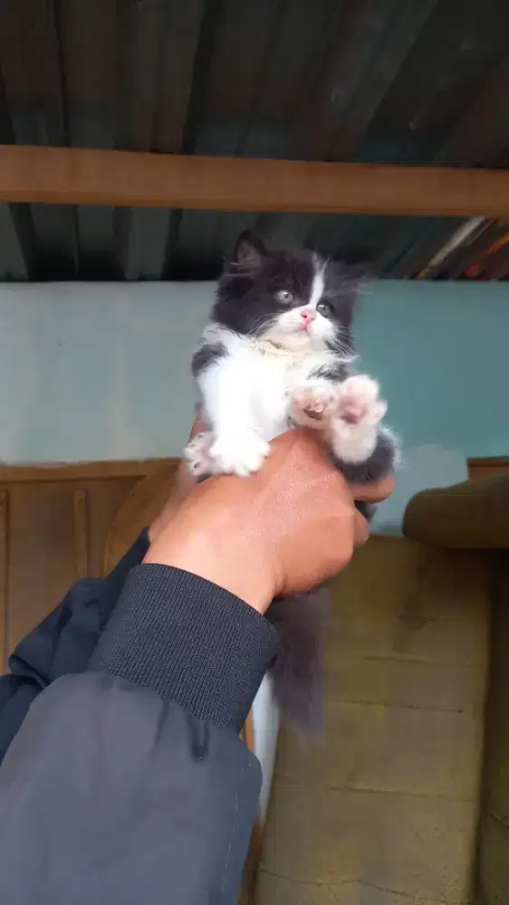 Kitten persia long hair