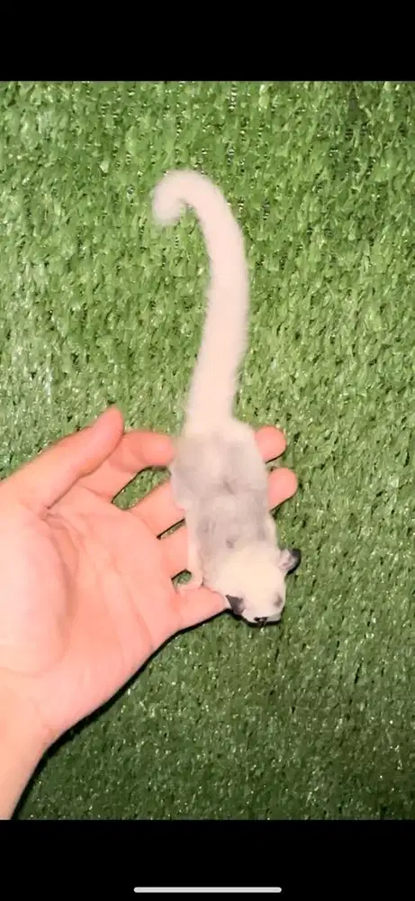 Sugar Glider Joey Mozaik Marble