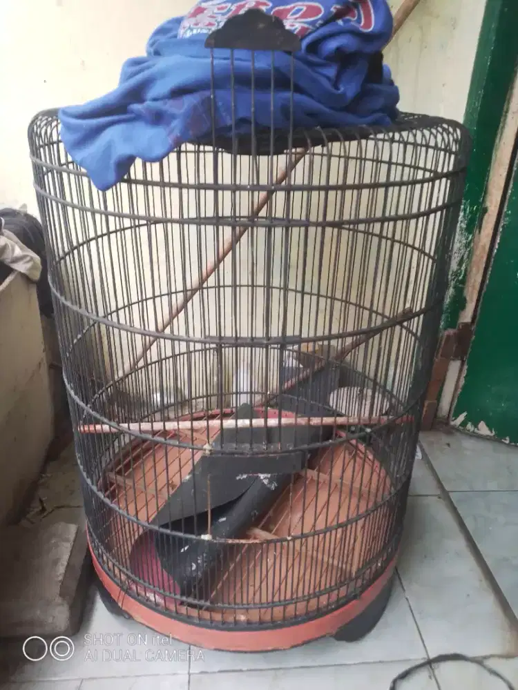 Kandang murai no 1 masih KEKER di BSD