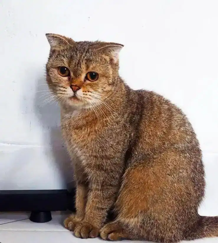 Jual cepat BSH SCOTISH FOLD LAHIRAN