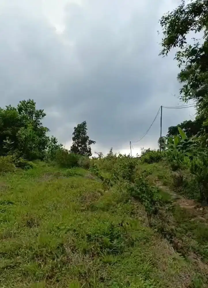 JUAL TANAH KEBON JONGGOL VILLAGE SUKAMAKMUR 400 METER SHM MURAH NEGO