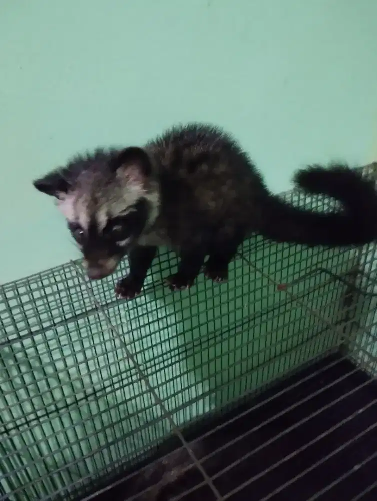 Musang pandan jantan