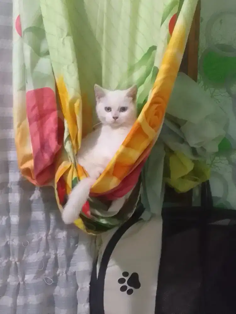 lepas adop kucing kesayangan + kandang 300rb